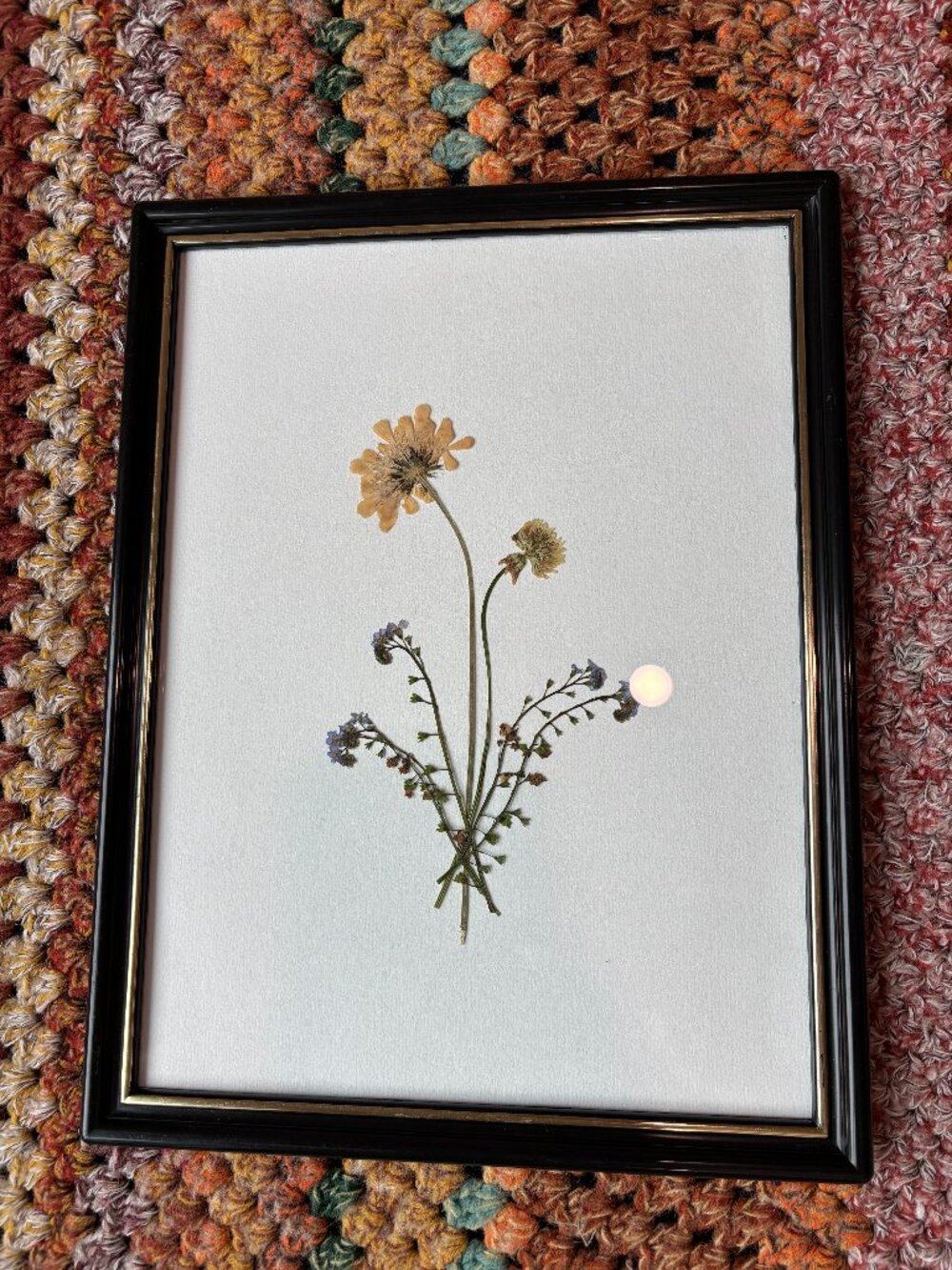 Framed Pressed Plants
